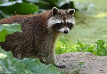 20 Waschbaer Wp Solling